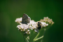 Close-up Of Butterfly And Insect On Flowers At Field