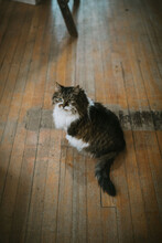 Long Haired Cat Sitting On A Wood Floor