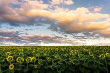 Sunflower Field During Sunset