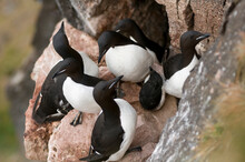 Brunnich's Guillemot (Uria Lomvia) Adults Surround And Protect Their Young Chicks Nesting Along Cliffs In Sassenfjorden, Svalbard, Norway.