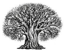 Branched Tree Without Leaves, Sketch. Large Growing Oak In Vintage Engraving Style. Hand Drawn Vintage Illustration