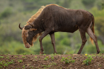 golden gnu free-standing in natural habitat