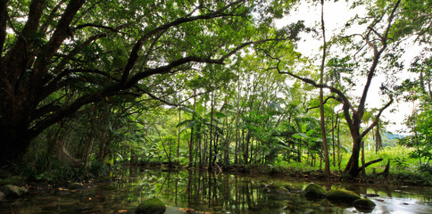 Wall Mural - Daintree rainforest australia 