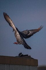 Wall Mural - Pigeon in flight