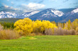 spring scene of a field and colorful foliage with snowy mountains in background near Whitefish, Montana
