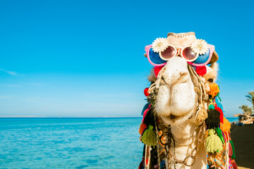 Cheerful camel's face with glasses and a hat on the background of the blue sea. Close-up. Backdrop with a copy space. Concept of travel and tourism.