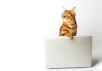 Beautiful bengal cat with a laptop on a white background.