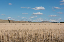 Dry Paddock Of Stubble After Harvest