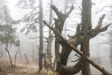 Wall Mural - Fog in the forest