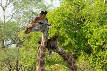 Canvas Print - Girafe, Giraffa Camelopardalis, Parc national Kruger, Afrique du Sud