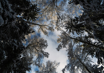 Wall Mural - snowy trees with sunlight against sky. view from below. forest from below.