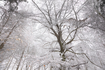 Wall Mural - big beech tree in snow and frost