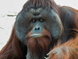 Captive male orangutan up close in Tampa, Florida