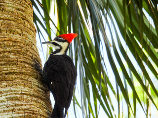 Pileated woodpecker hunting for bugs on a palm tree