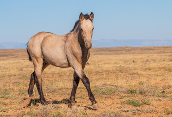 Sticker - Wild Horse in Autumn in the Wyoming Desert