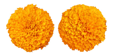 Wall Mural - Orange marigold flower isolated on transparent background	