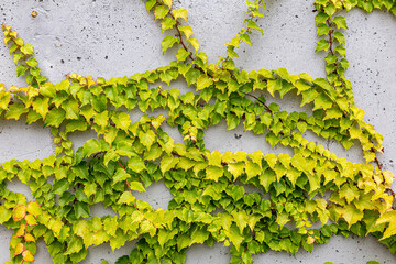 White concrete wall half covered with Parthenocyss tricuspidate Veitchii or Boston ivy, grape ivy, Japanese creeper leaves. Hedera helix, English or European ivy. Plastered wall with decorative grapes