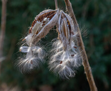 Opened Milkweed Seed Pods Hanging From Branch