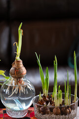 Wall Mural - Forcing paperwhite narcissus bulb flowers in water and rocks to create a spring feeling in mid winter