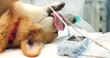 Beautiful welsh corgi dog in anesthesia for surgery. The dog lies on the table with a tube in his mouth connected to an artificial respiration apparatus. There is a heart monitor next to the dog.