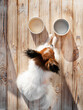 Cute papillon dog eats food from plates at home