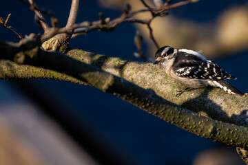 Wall Mural - woodpecker in a tree 