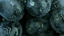 Extreme Close-up Of Dark Grapes With Water Drops. Camera Moves Sideway To The Left Side