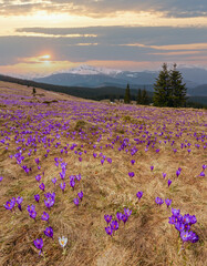 Wall Mural - Colorful blooming purple violet Crocus heuffelianus (Crocus vernus) alpine flowers on spring Carpathian mountain plateau valley, Ukraine. Four-layer image with a large depth of field.