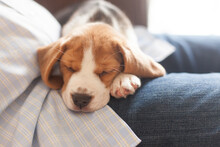 Beagle Puppy Snuggling On Knees, Connecticut, USA