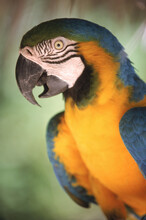 A Blue And Gold Macaw.