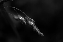 DROPS OF WATER FALLING FROM AN ELEGANT BLACK AND WHITE FLOWER. MACRO P