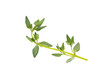 © supamas - Fresh thyme isolated on transparent png