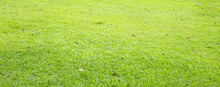 Fresh Lawn Grass With Dried Leaves