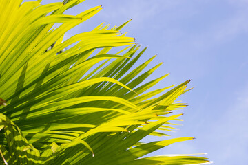 Wall Mural - Palm tree with blue sky