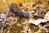 Fototapeta Góry - Newt running through moss