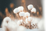 Fototapeta Panele - white cottongrass flower in the snow, generative ai