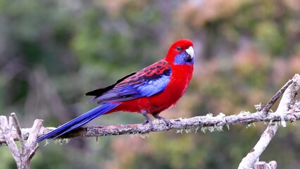 Wall Mural - a high frame rate clip of a crimson rosella perching on a branch at o'reillys rainforest retreat in lamington national park of sth qld, australia