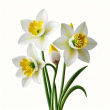 Narcissus Flower Isolated On White Background 