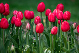 Fototapeta Tulipany - Bright tulip flowers, spring nature.