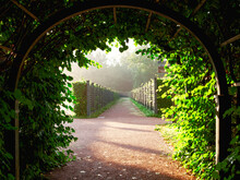 On A Summer Foggy Morning, The Arched Hedge Is Illuminated By The Sun