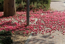 Fallen Leaves And Flowers In A City Park In Israel.