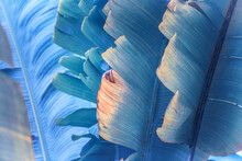 Ravenala Madagascariensis, Commonly Known As The Traveller's Palm, From Madagascar. Tropical Leaves With A Blue Filter. Close-up Of Leaf Details, Background.