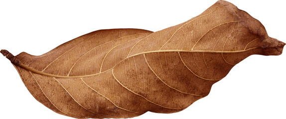 Dry leaves naturally.