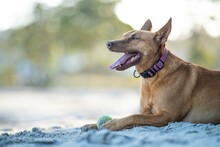 Close Up Portrait Of A Kelpie Dog On The Sand On A Beach In Australia