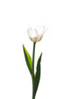 White flower tulip on transparent background