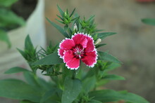 (Dianthus Chinensis) Or Rainbow Pink Flower In Natural Field On The Sunny Day.