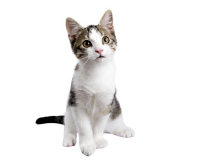 Wall Mural - Cute black tabby with white stray cat kitten, sitting up facing front. Looking up and away from camera, Isolated cutout on transparent background.