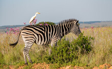 A Zebra With A Cattle Egret On Its Back.  Photographed In The Rietvlei Nature Reserve, Gauteng, South Africa.