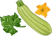 Fresh Green Zucchini With Leaves And A Flower On A Transparent Background. Botanical Realistic Squash Fruit Illustration