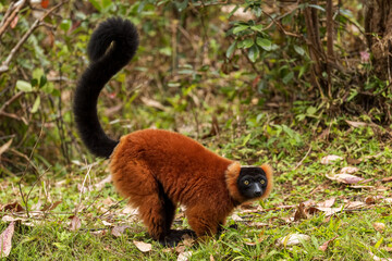 Wall Mural - Red Ruffed Lemur - Varecia rubra, beautiful colored primate from North Madagascar tropical forests and woodlands.